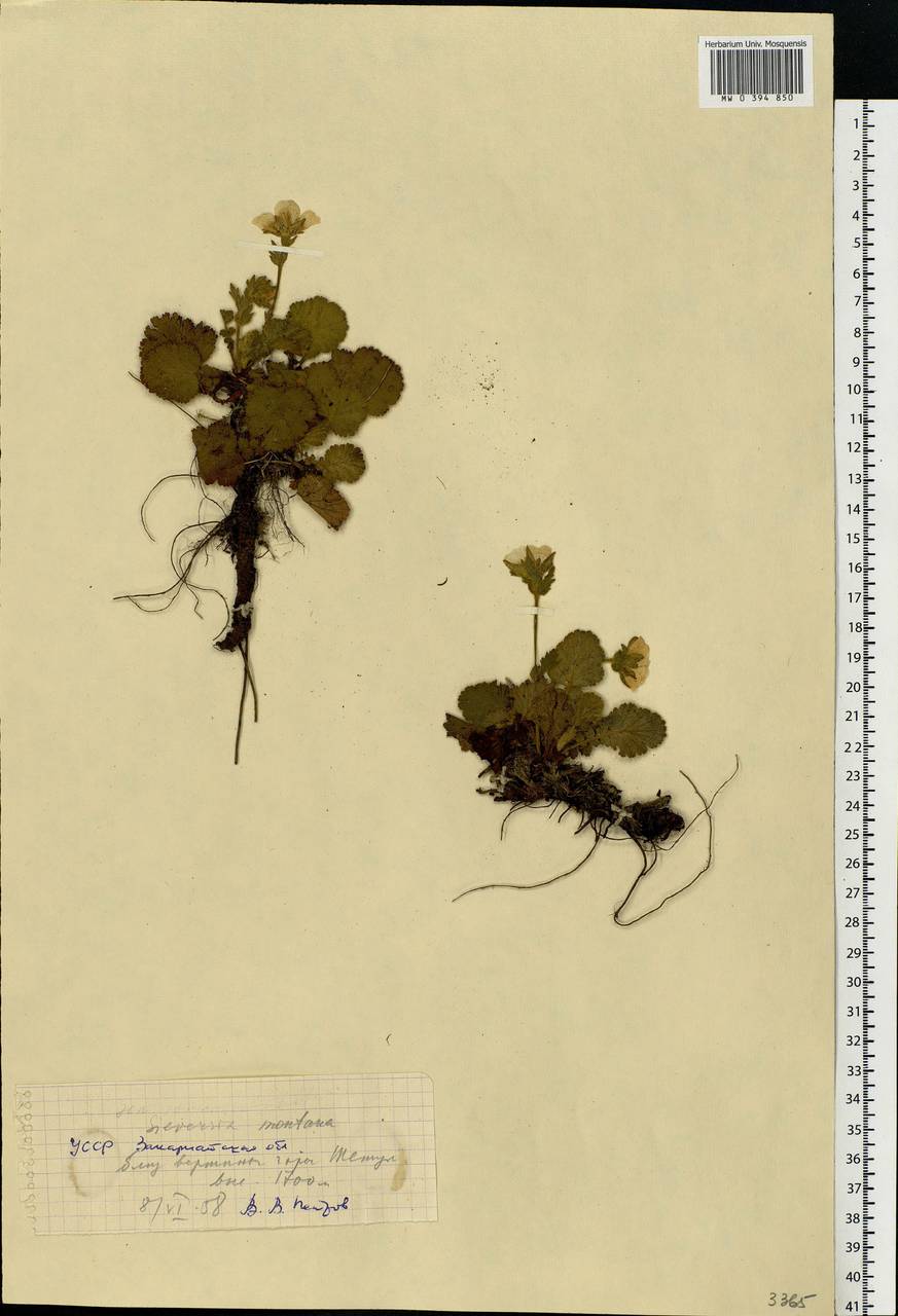 Geum montanum L., Eastern Europe, West Ukrainian region (E13) (Ukraine)