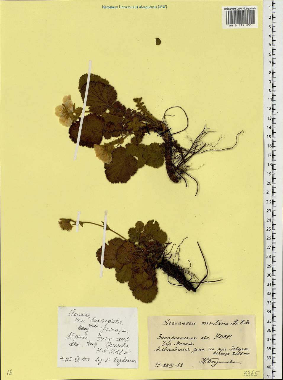 Geum montanum L., Eastern Europe, West Ukrainian region (E13) (Ukraine)