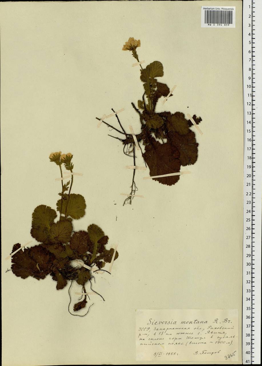 Geum montanum L., Eastern Europe, West Ukrainian region (E13) (Ukraine)
