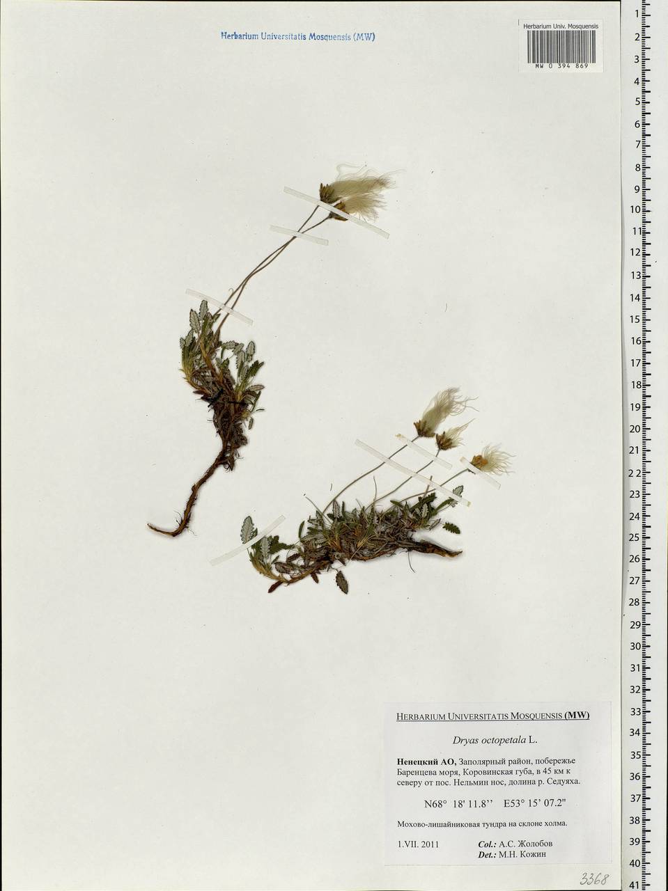Dryas octopetala L., Eastern Europe, Northern region (E1) (Russia)