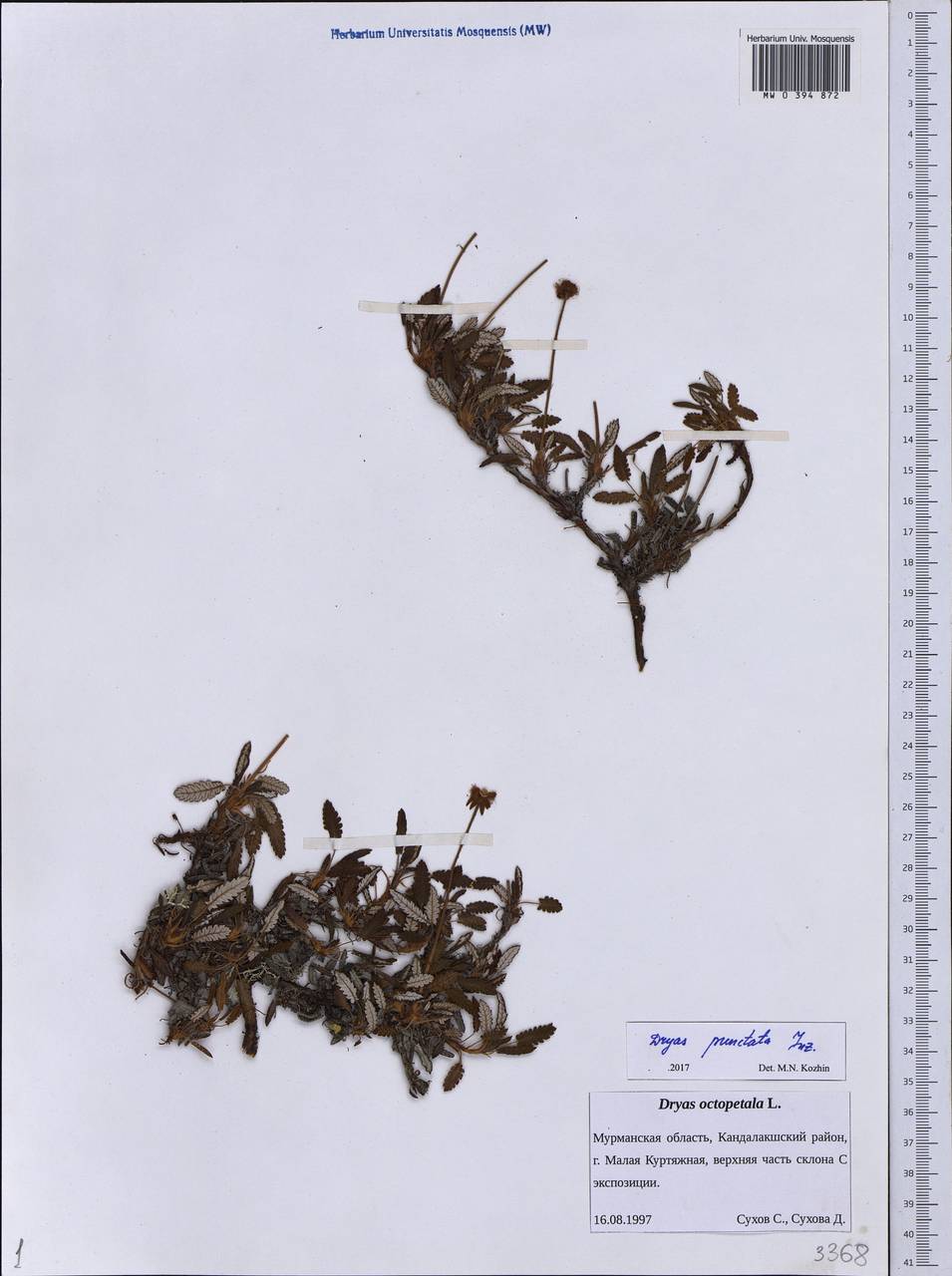 Dryas octopetala subsp. punctata (Juz.) Hultén, Eastern Europe, Northern region (E1) (Russia)