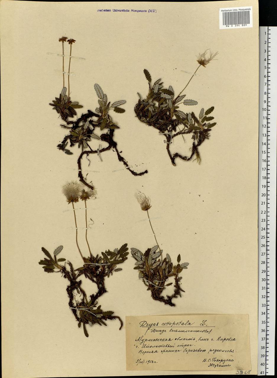Dryas octopetala, Eastern Europe, Northern region (E1) (Russia)