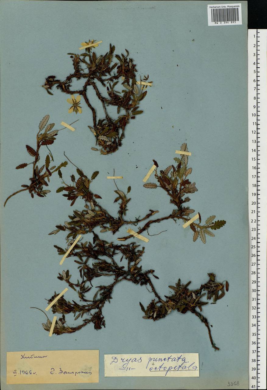 Dryas octopetala L., Eastern Europe, Northern region (E1) (Russia)