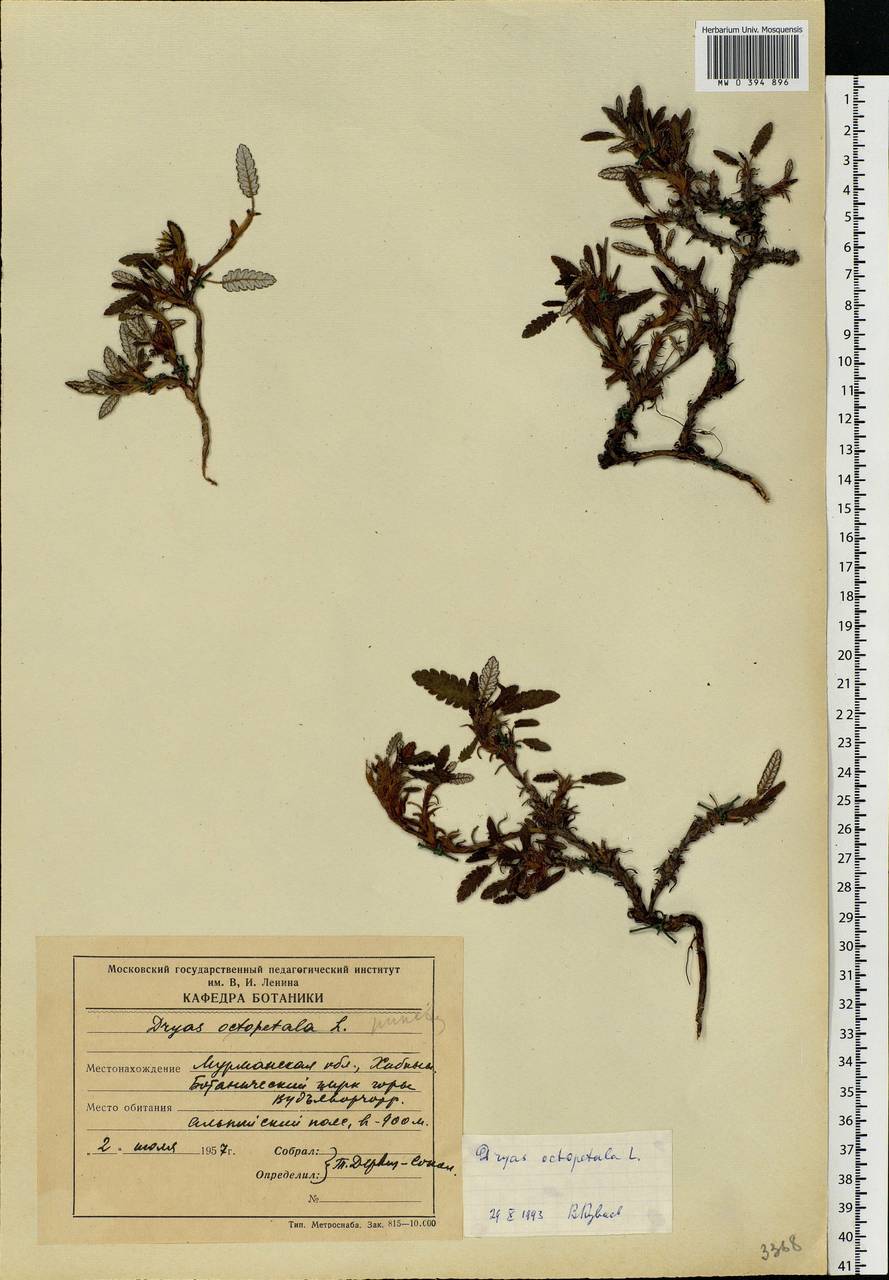 Dryas octopetala L., Eastern Europe, Northern region (E1) (Russia)