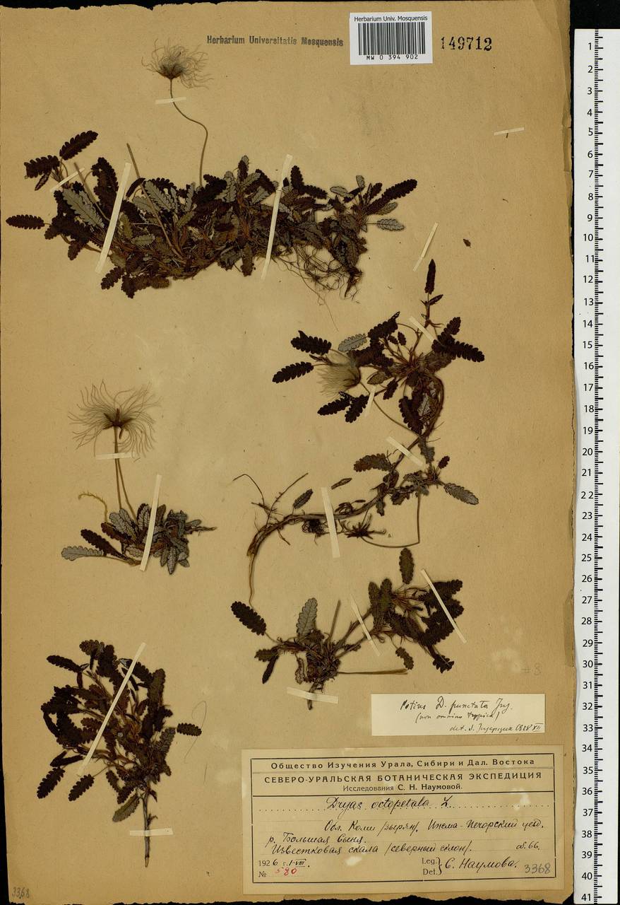 Dryas octopetala L., Eastern Europe, Northern region (E1) (Russia)