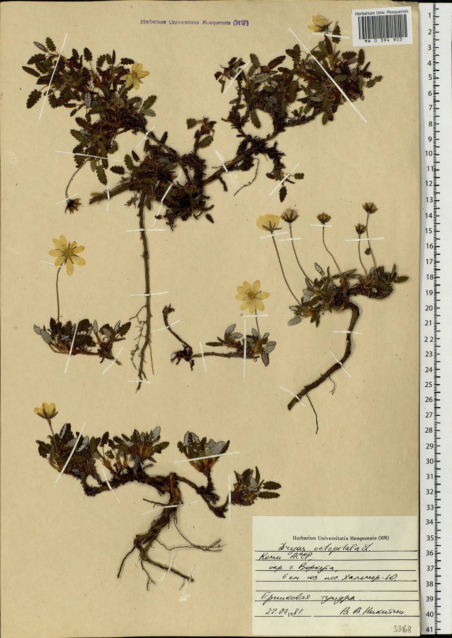 Dryas octopetala L., Eastern Europe, Northern region (E1) (Russia)