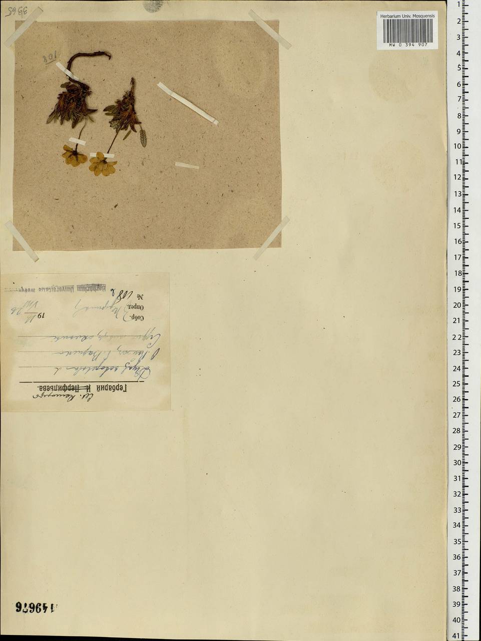Dryas octopetala L., Eastern Europe, Northern region (E1) (Russia)