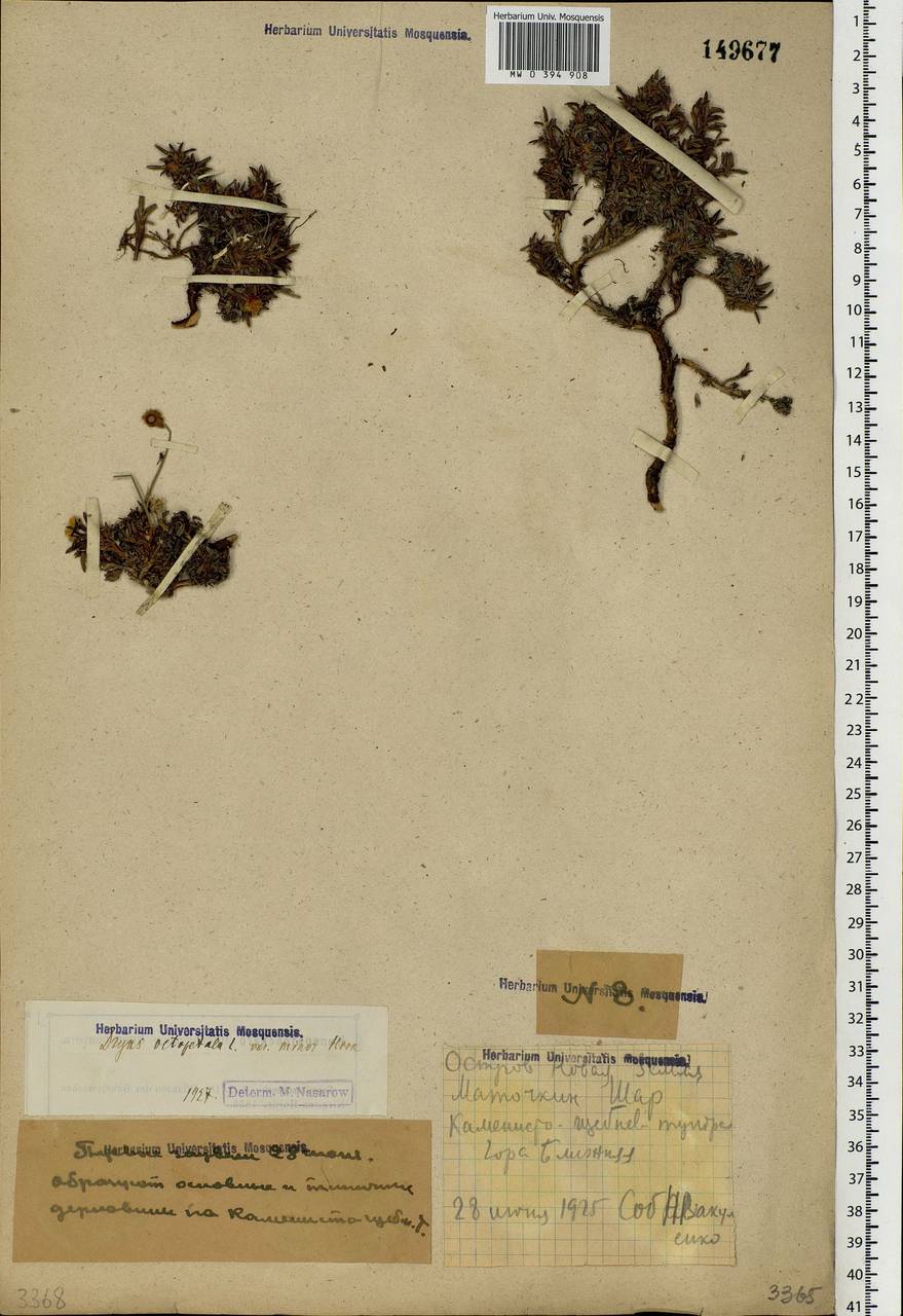 Dryas octopetala L., Eastern Europe, Northern region (E1) (Russia)