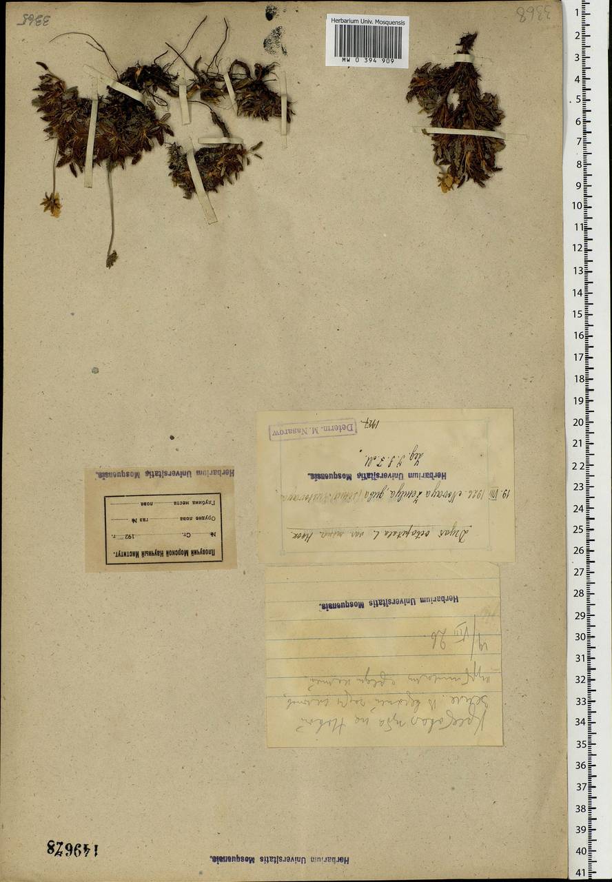 Dryas octopetala L., Eastern Europe, Northern region (E1) (Russia)
