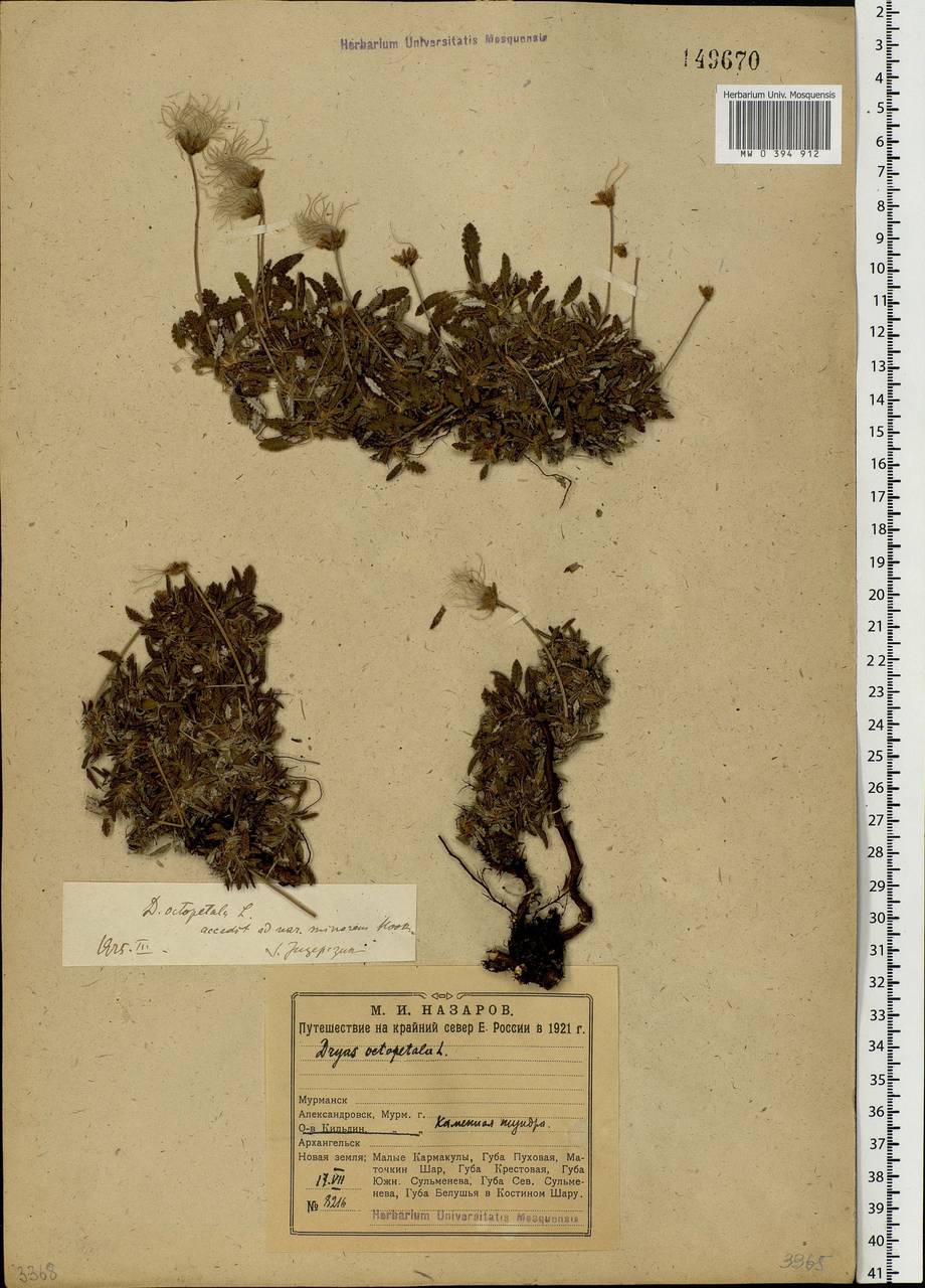 Dryas octopetala, Eastern Europe, Northern region (E1) (Russia)