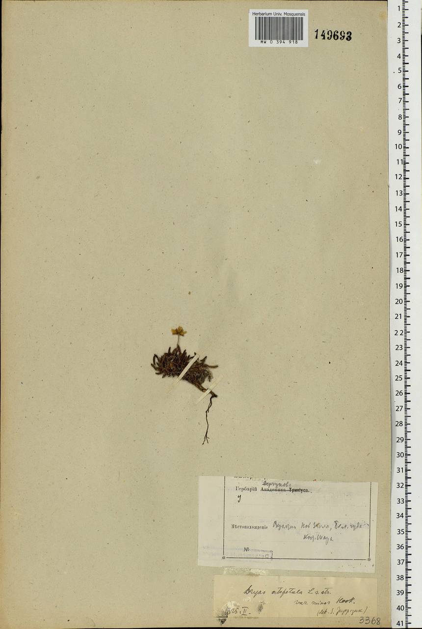 Dryas octopetala L., Eastern Europe, Northern region (E1) (Russia)