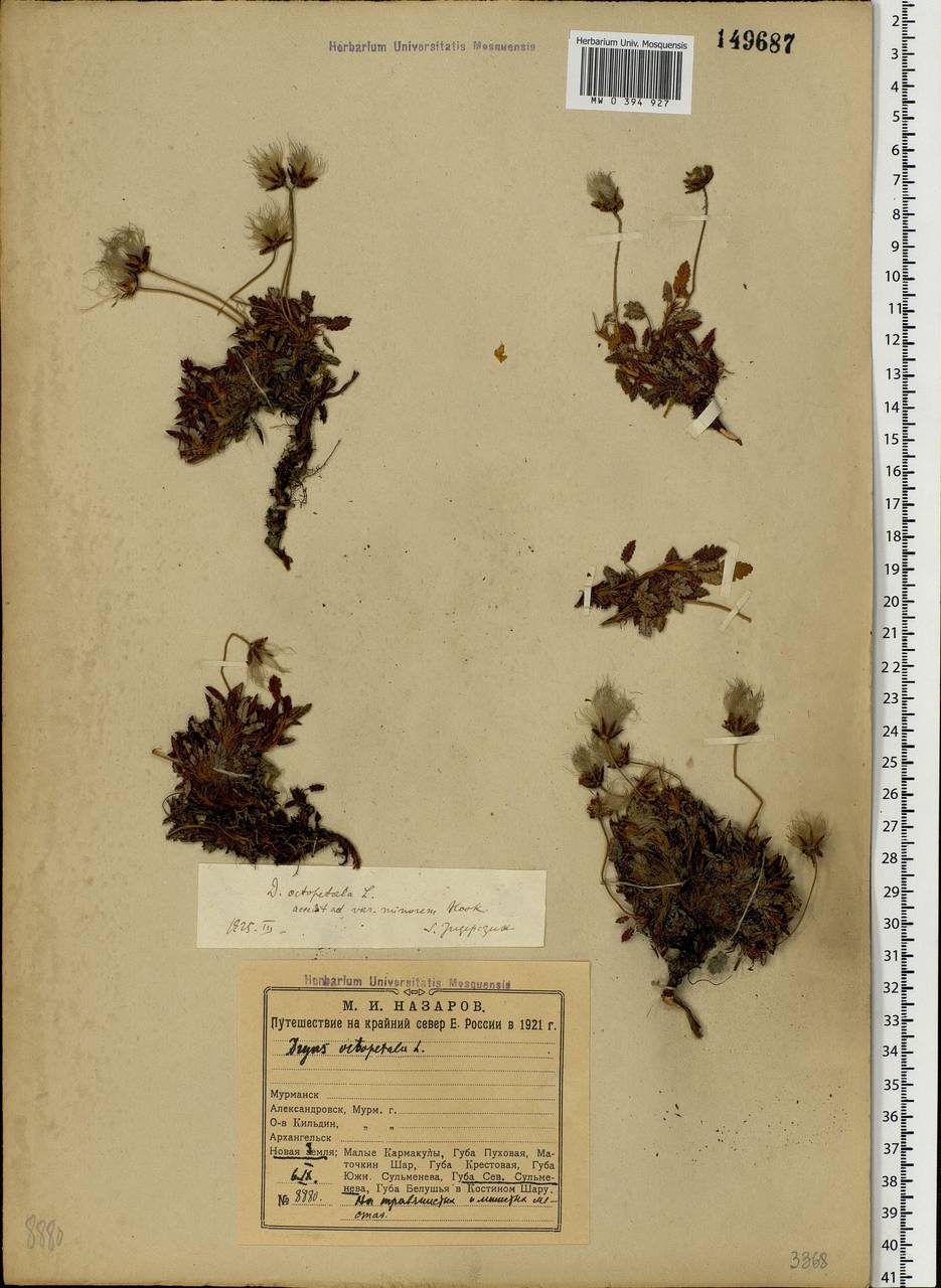 Dryas octopetala L., Eastern Europe, Northern region (E1) (Russia)