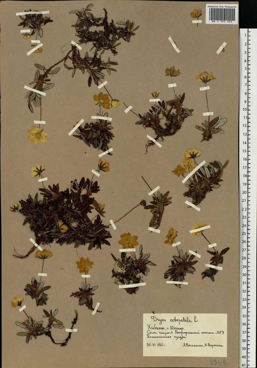 Dryas octopetala L., Eastern Europe, Northern region (E1) (Russia)