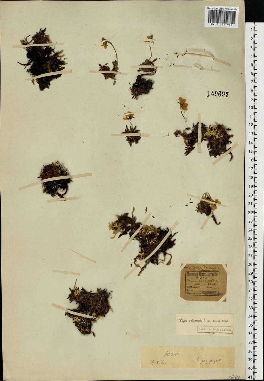 Dryas octopetala L., Eastern Europe, Northern region (E1) (Russia)