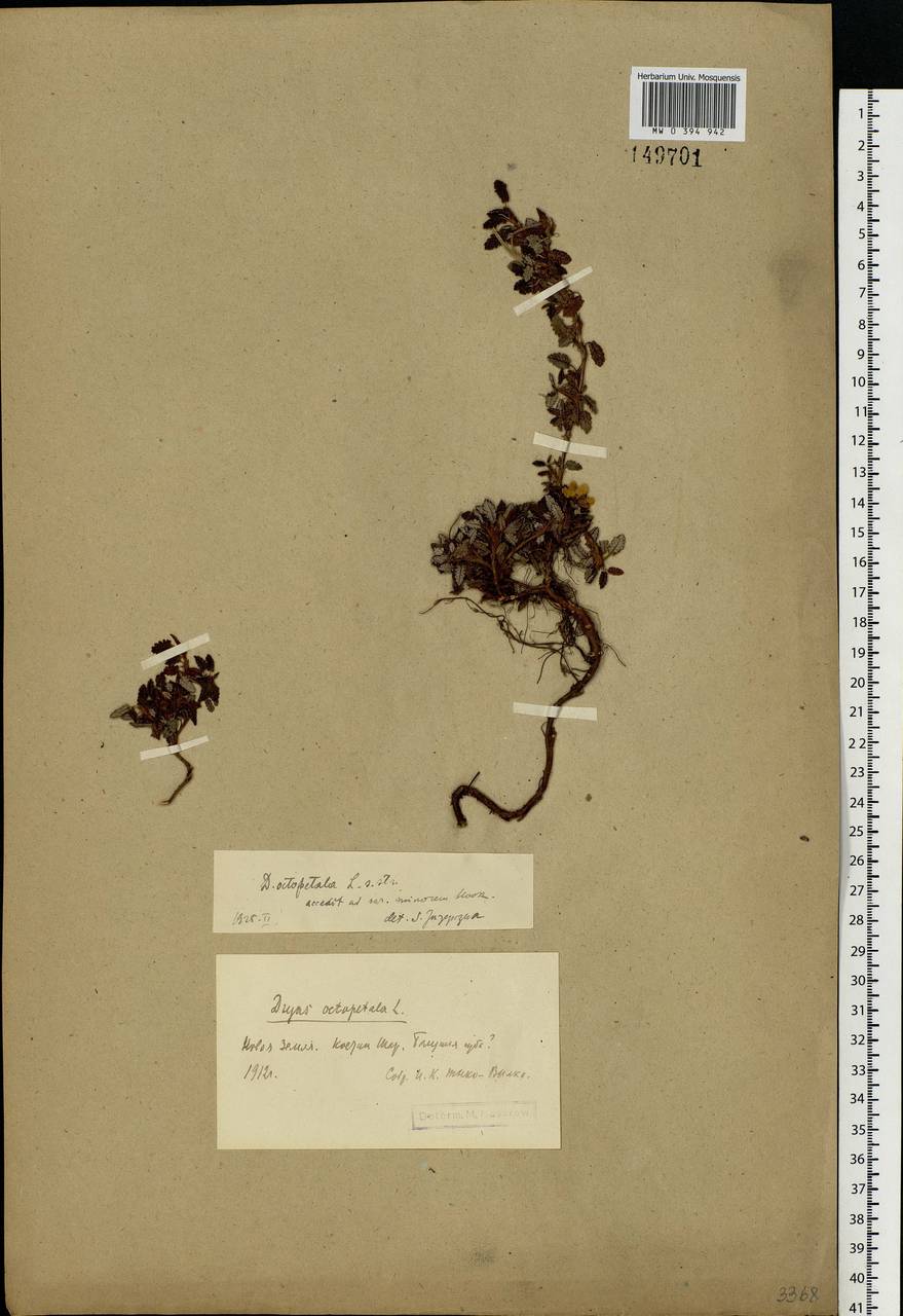 Dryas octopetala L., Eastern Europe, Northern region (E1) (Russia)