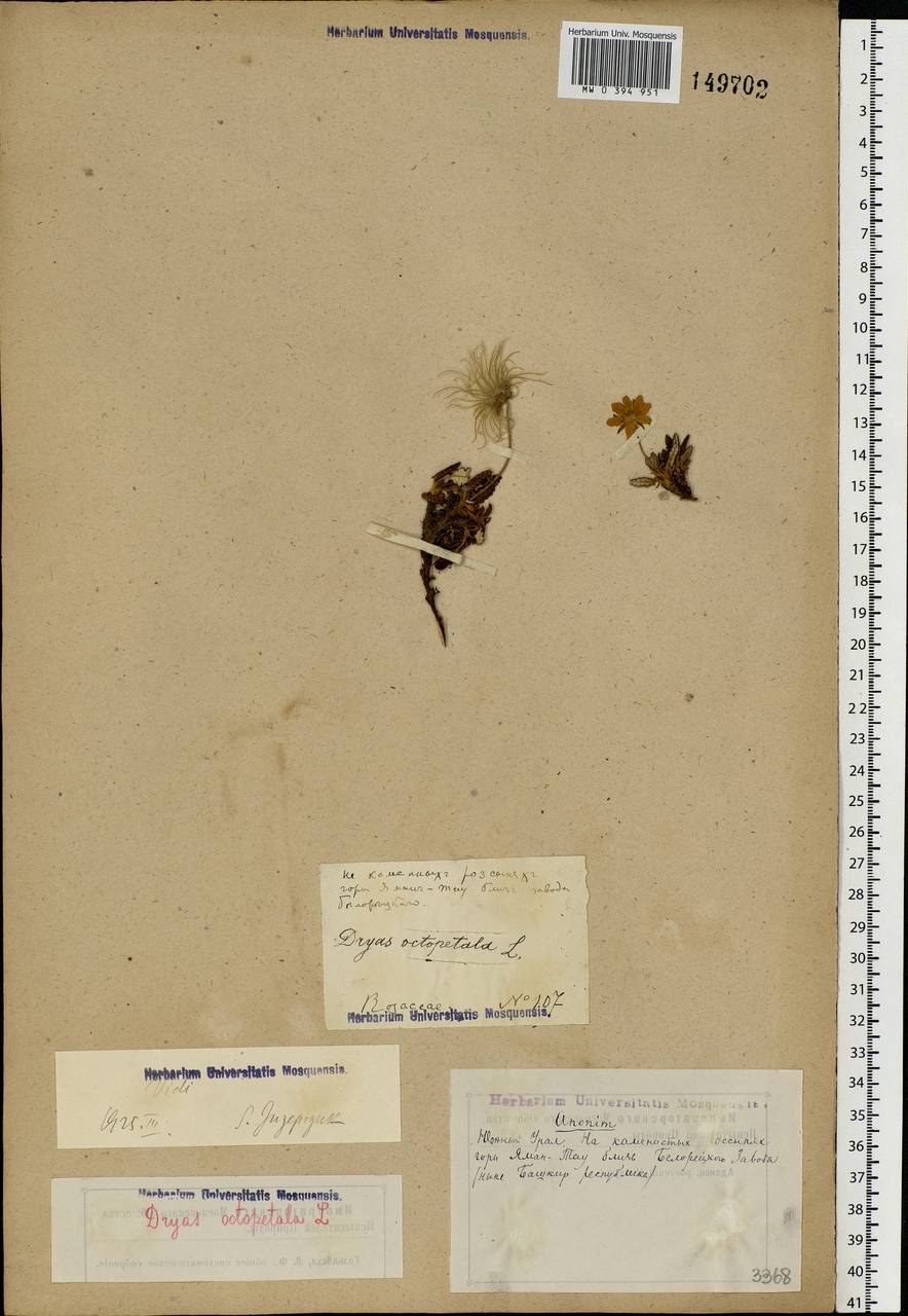 Dryas octopetala L., Eastern Europe, Eastern region (E10) (Russia)