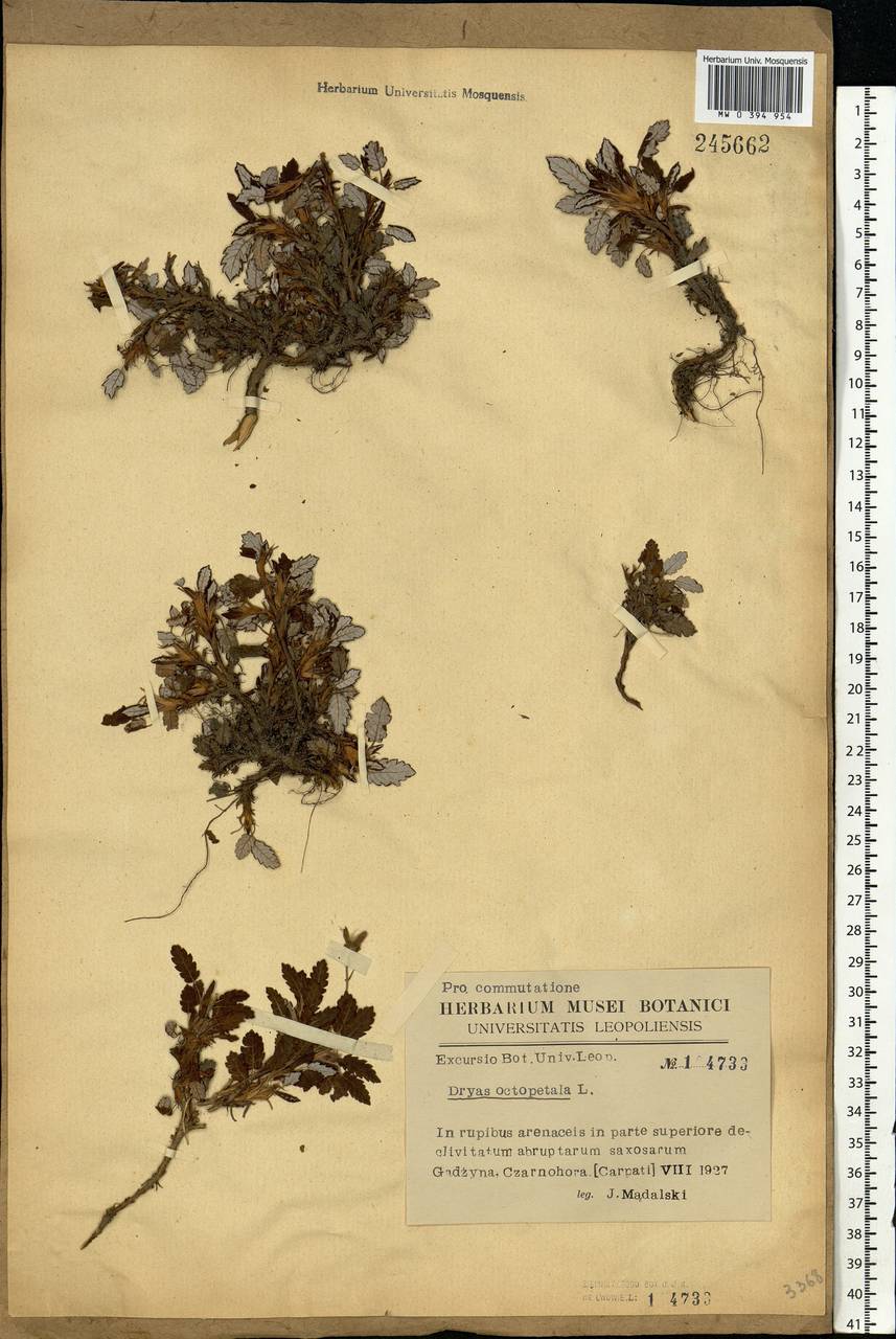 Dryas octopetala L., Eastern Europe, West Ukrainian region (E13) (Ukraine)