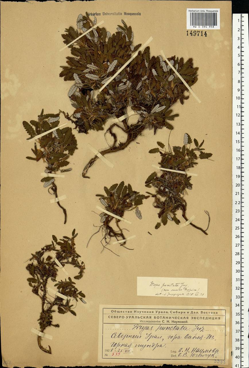 Dryas octopetala subsp. punctata (Juz.) Hultén, Eastern Europe, Northern region (E1) (Russia)