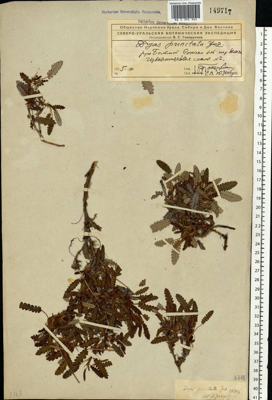 Dryas octopetala subsp. punctata (Juz.) Hultén, Eastern Europe, Northern region (E1) (Russia)