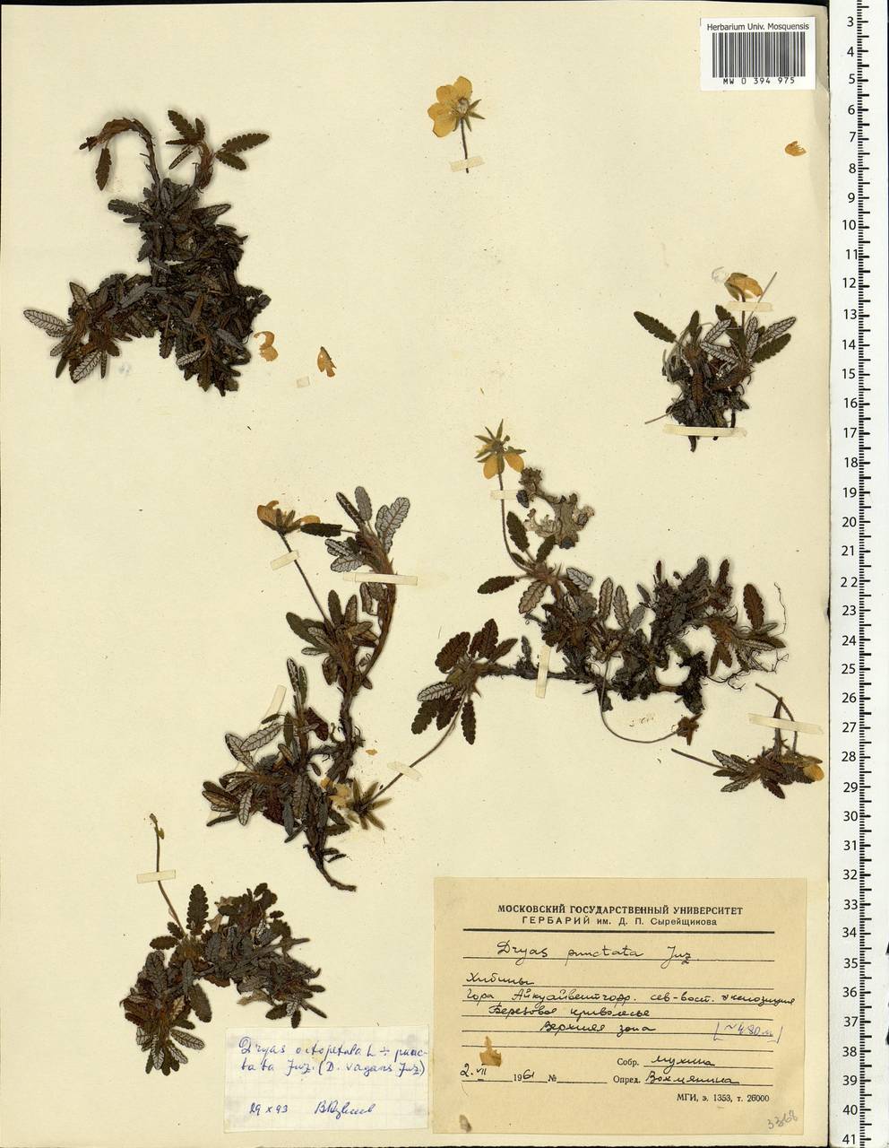 Dryas octopetala subsp. punctata (Juz.) Hultén, Eastern Europe, Northern region (E1) (Russia)