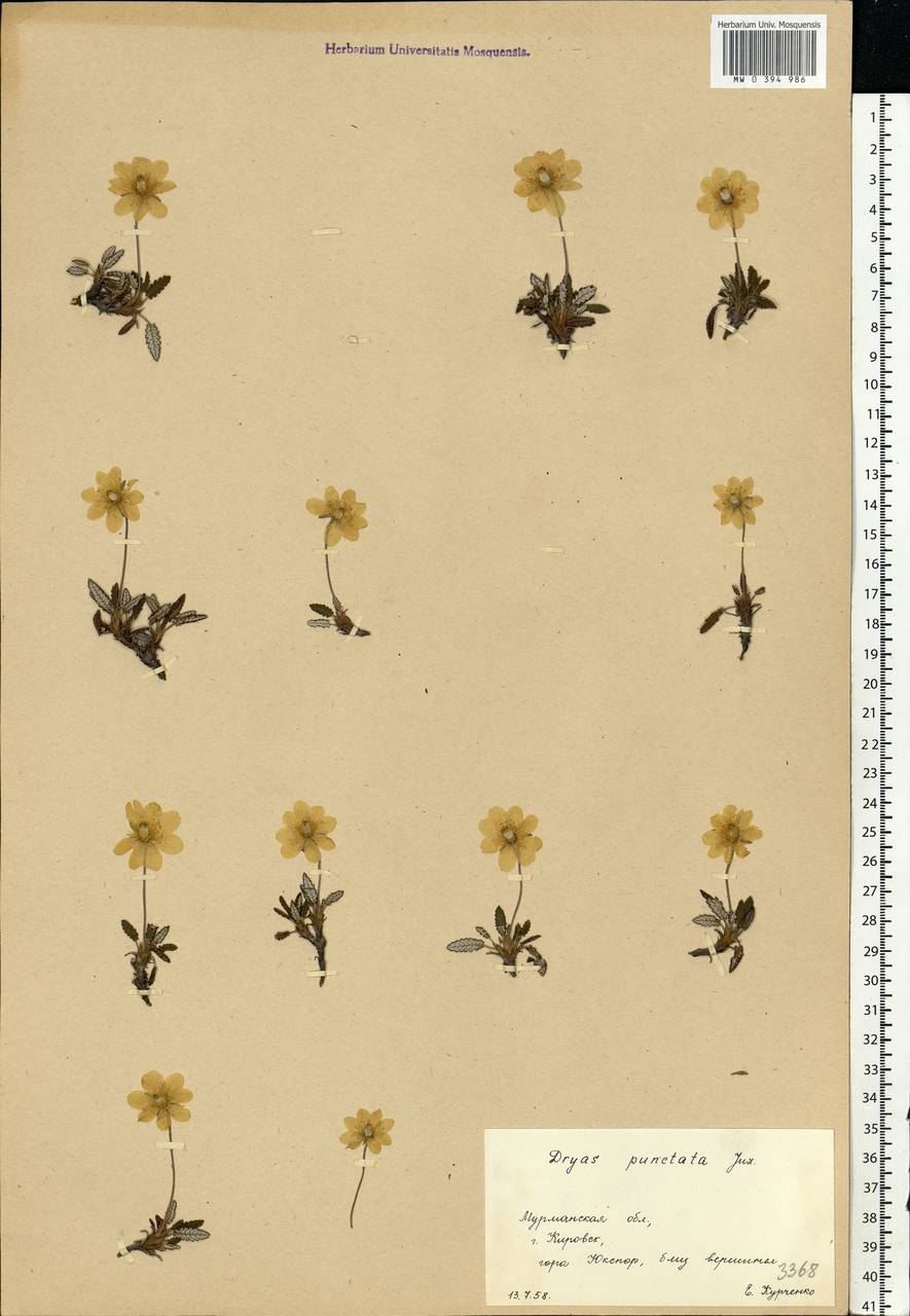 Dryas octopetala subsp. punctata (Juz.) Hultén, Eastern Europe, Northern region (E1) (Russia)