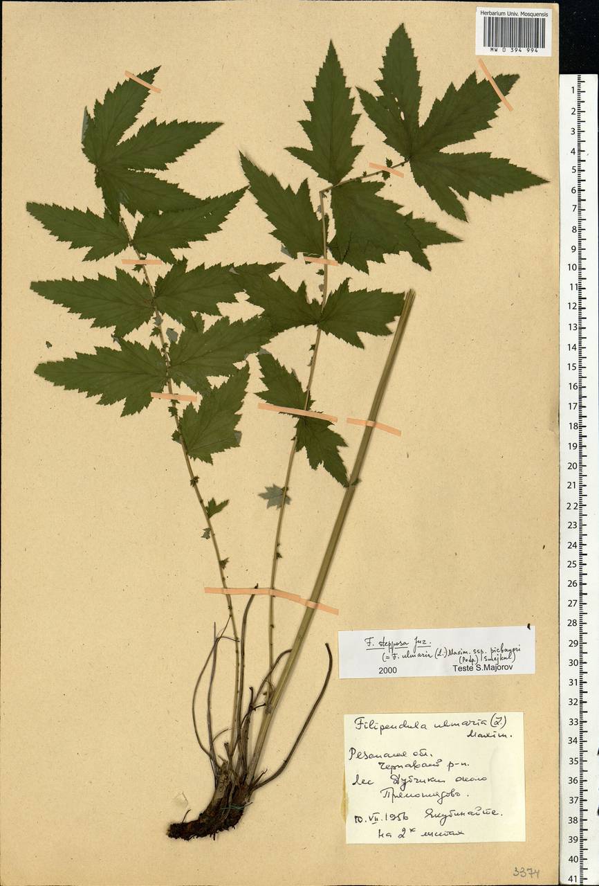 Filipendula ulmaria subsp. picbaueri (Podp.) Smejkal, Eastern Europe, Central region (E4) (Russia)
