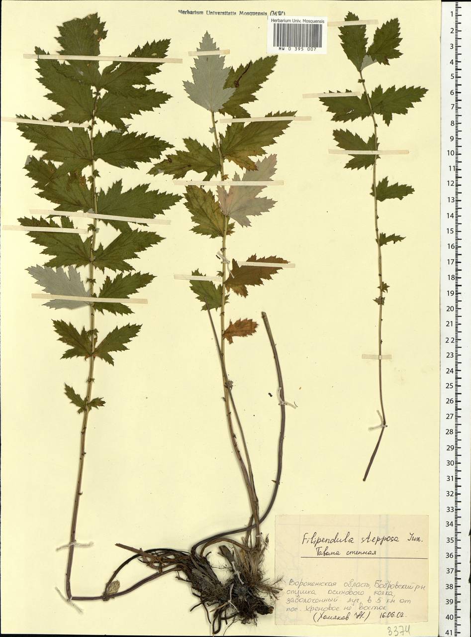 Filipendula ulmaria subsp. picbaueri (Podp.) Smejkal, Eastern Europe, Central forest-and-steppe region (E6) (Russia)