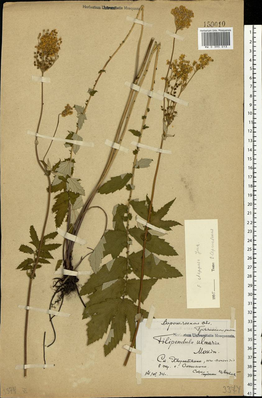 Filipendula ulmaria subsp. picbaueri (Podp.) Smejkal, Eastern Europe, Central forest-and-steppe region (E6) (Russia)