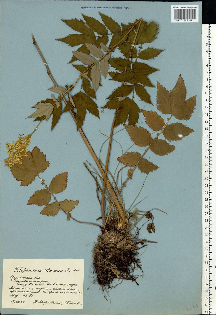 Filipendula ulmaria (L.) Maxim., Eastern Europe, Northern region (E1) (Russia)