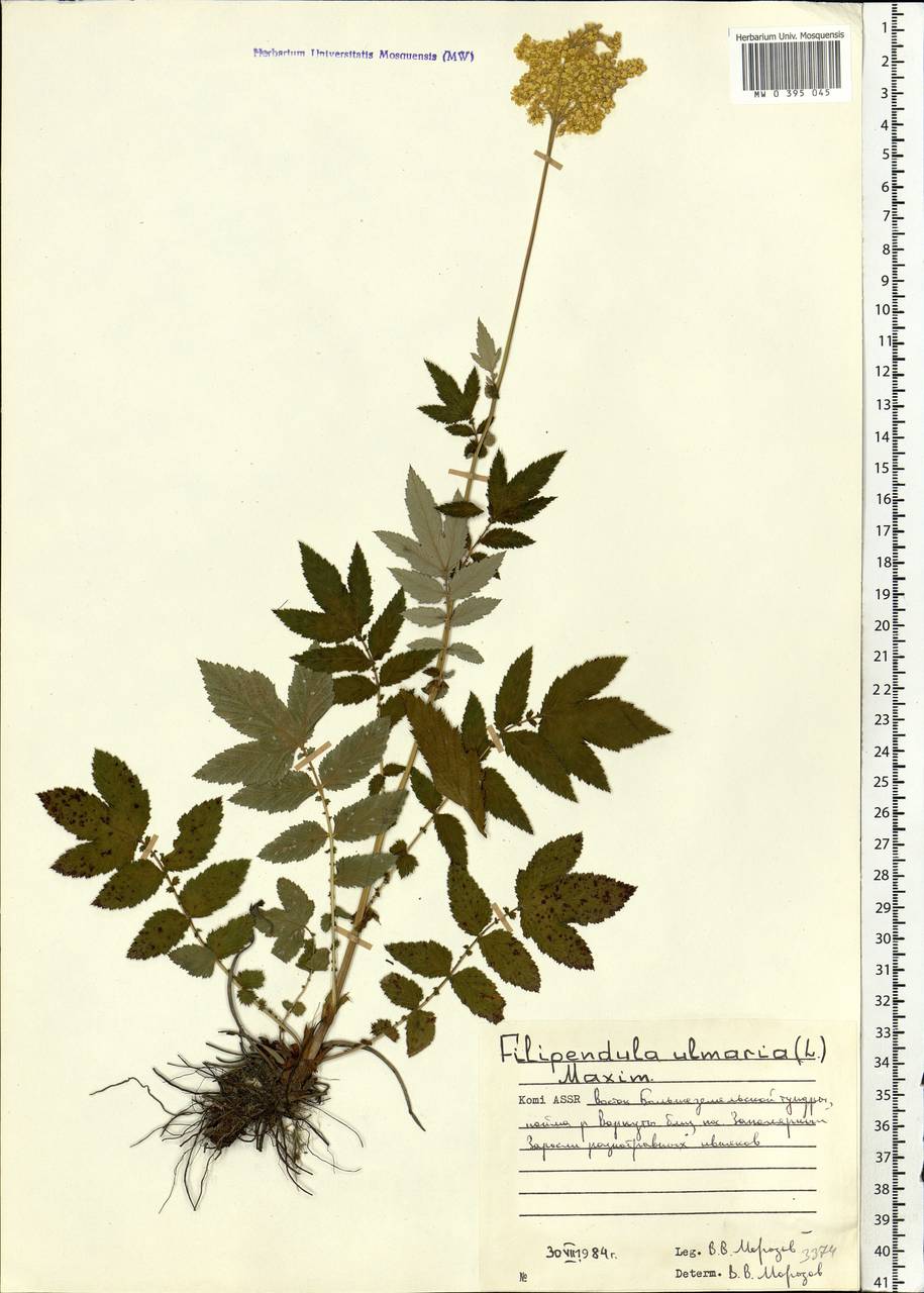 Filipendula ulmaria (L.) Maxim., Eastern Europe, Northern region (E1) (Russia)