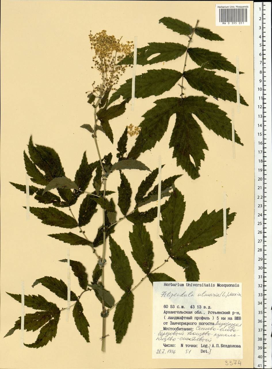 Filipendula ulmaria (L.) Maxim., Eastern Europe, Northern region (E1) (Russia)