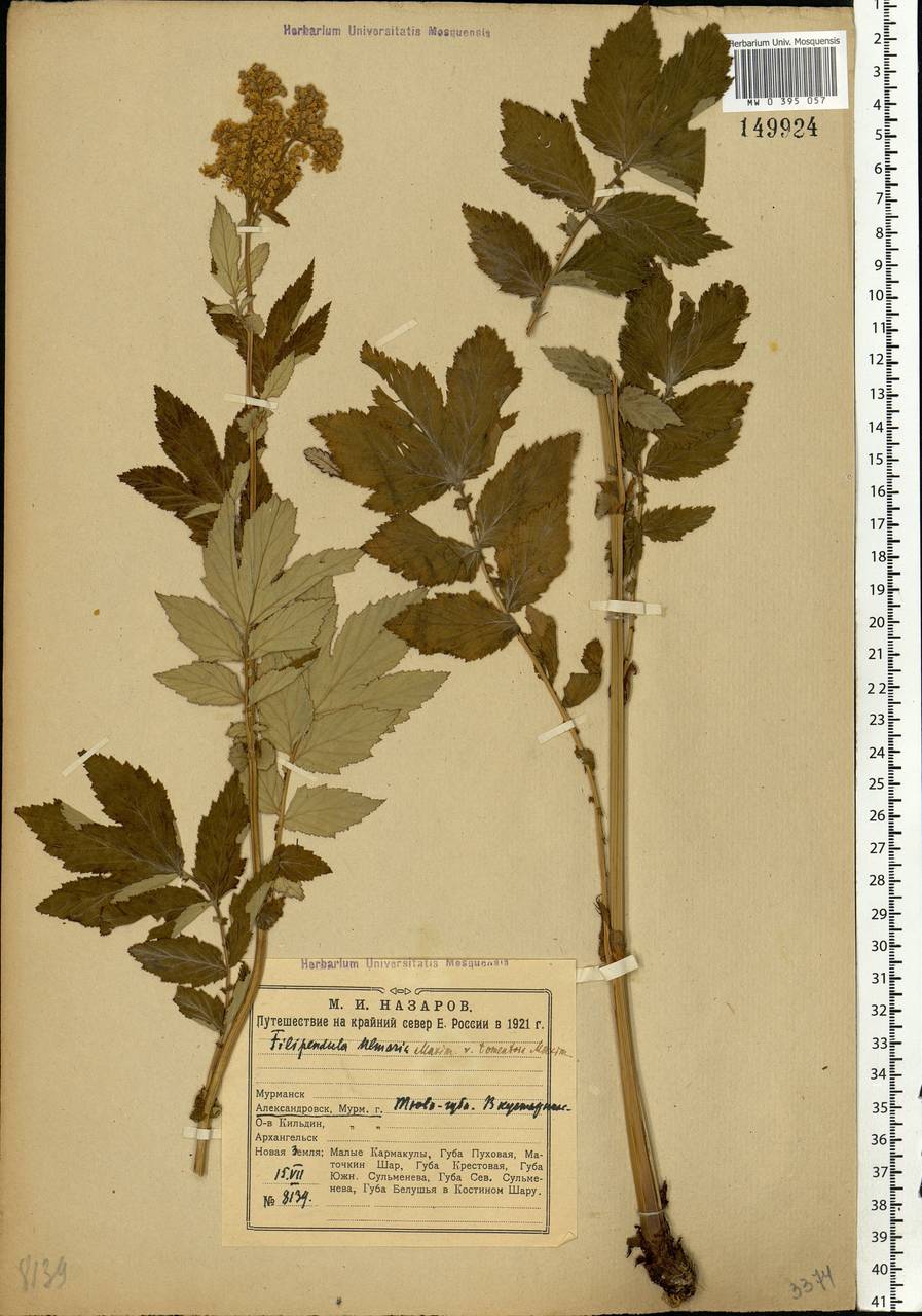 Filipendula ulmaria (L.) Maxim., Eastern Europe, Northern region (E1) (Russia)