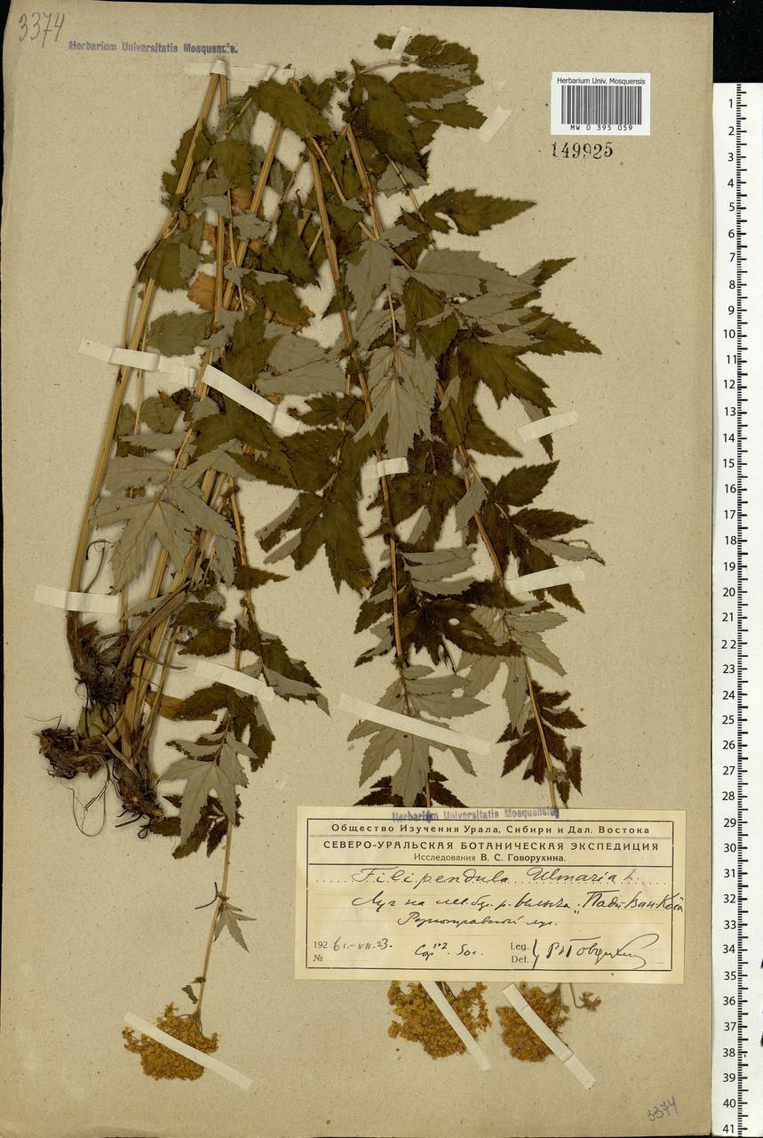 Filipendula ulmaria (L.) Maxim., Eastern Europe, Northern region (E1) (Russia)