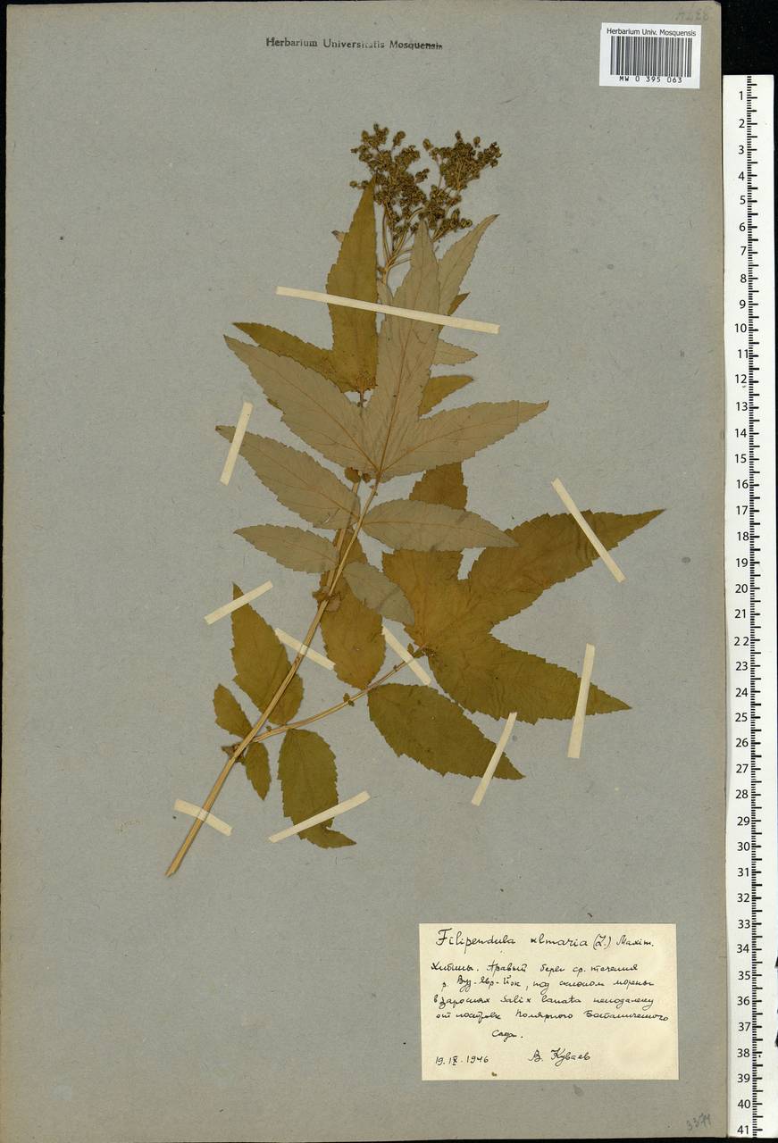 Filipendula ulmaria (L.) Maxim., Eastern Europe, Northern region (E1) (Russia)