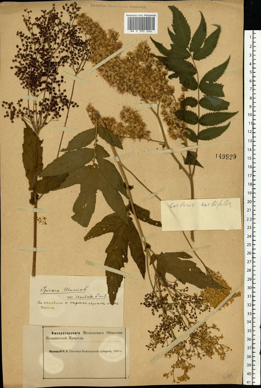 Filipendula ulmaria (L.) Maxim., Eastern Europe, Northern region (E1) (Russia)