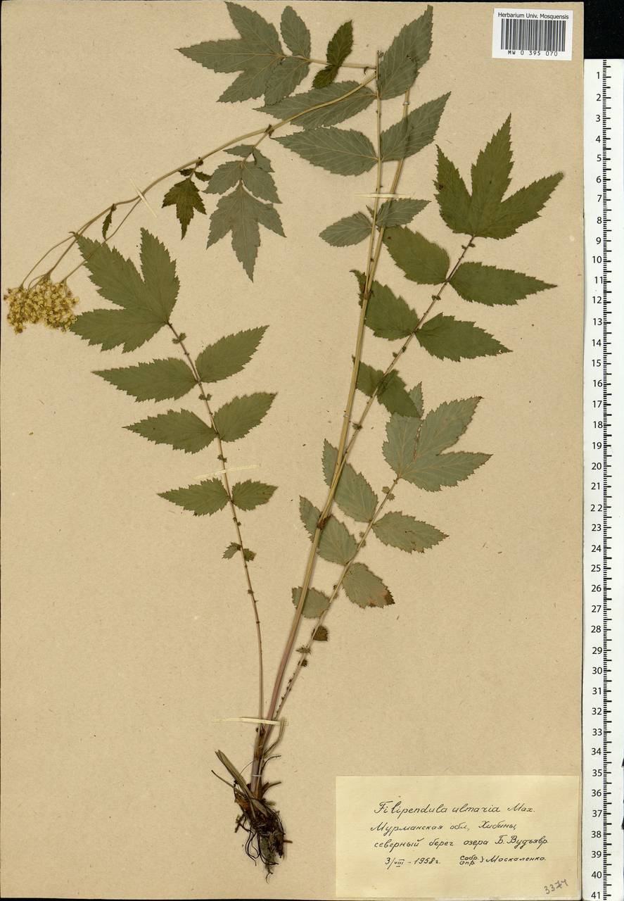 Filipendula ulmaria (L.) Maxim., Eastern Europe, Northern region (E1) (Russia)