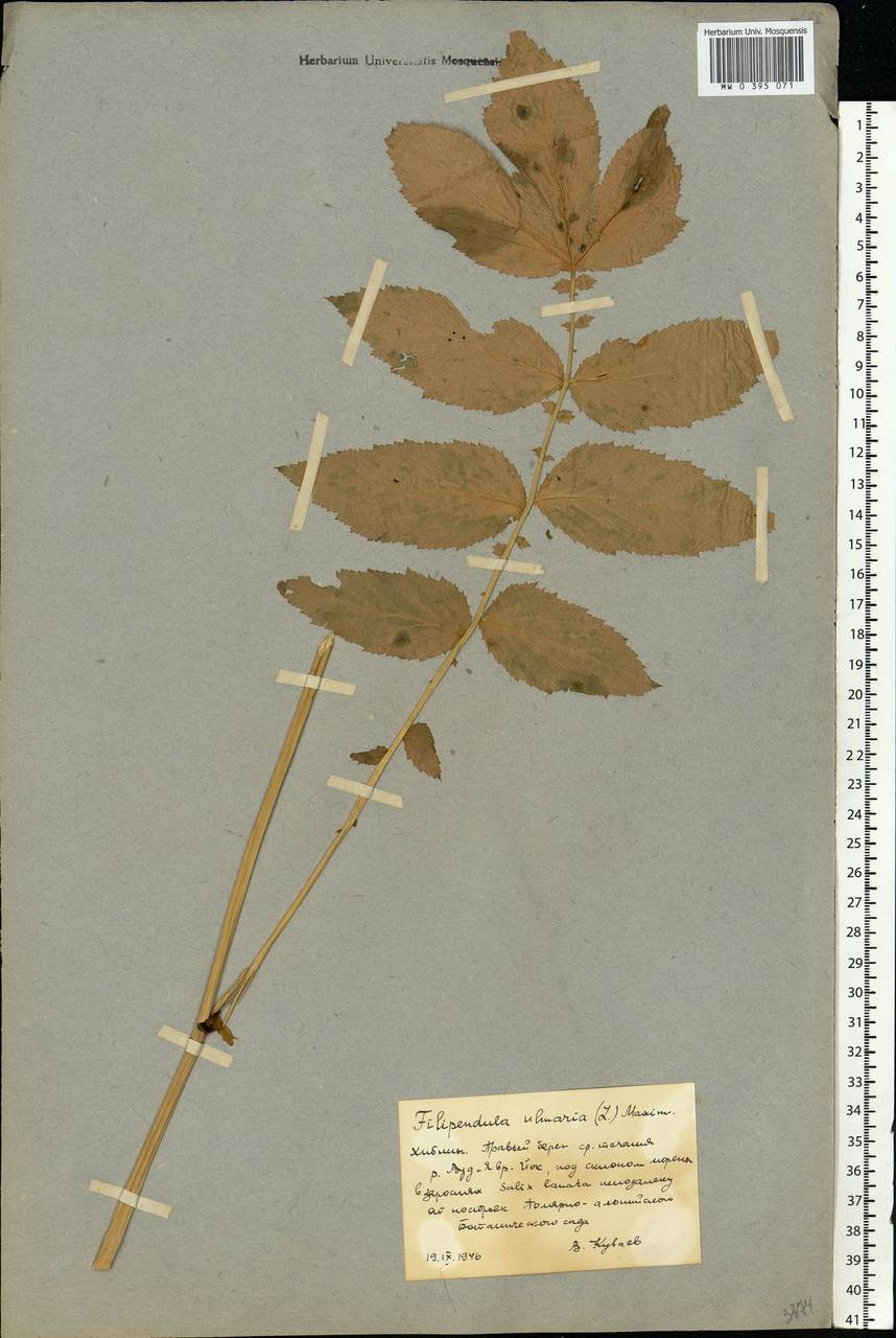 Filipendula ulmaria (L.) Maxim., Eastern Europe, Northern region (E1) (Russia)