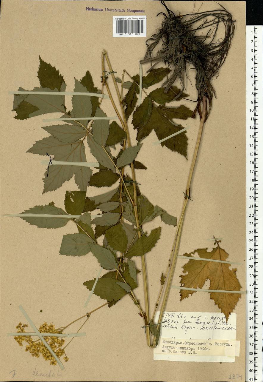 Filipendula ulmaria (L.) Maxim., Eastern Europe, Northern region (E1) (Russia)
