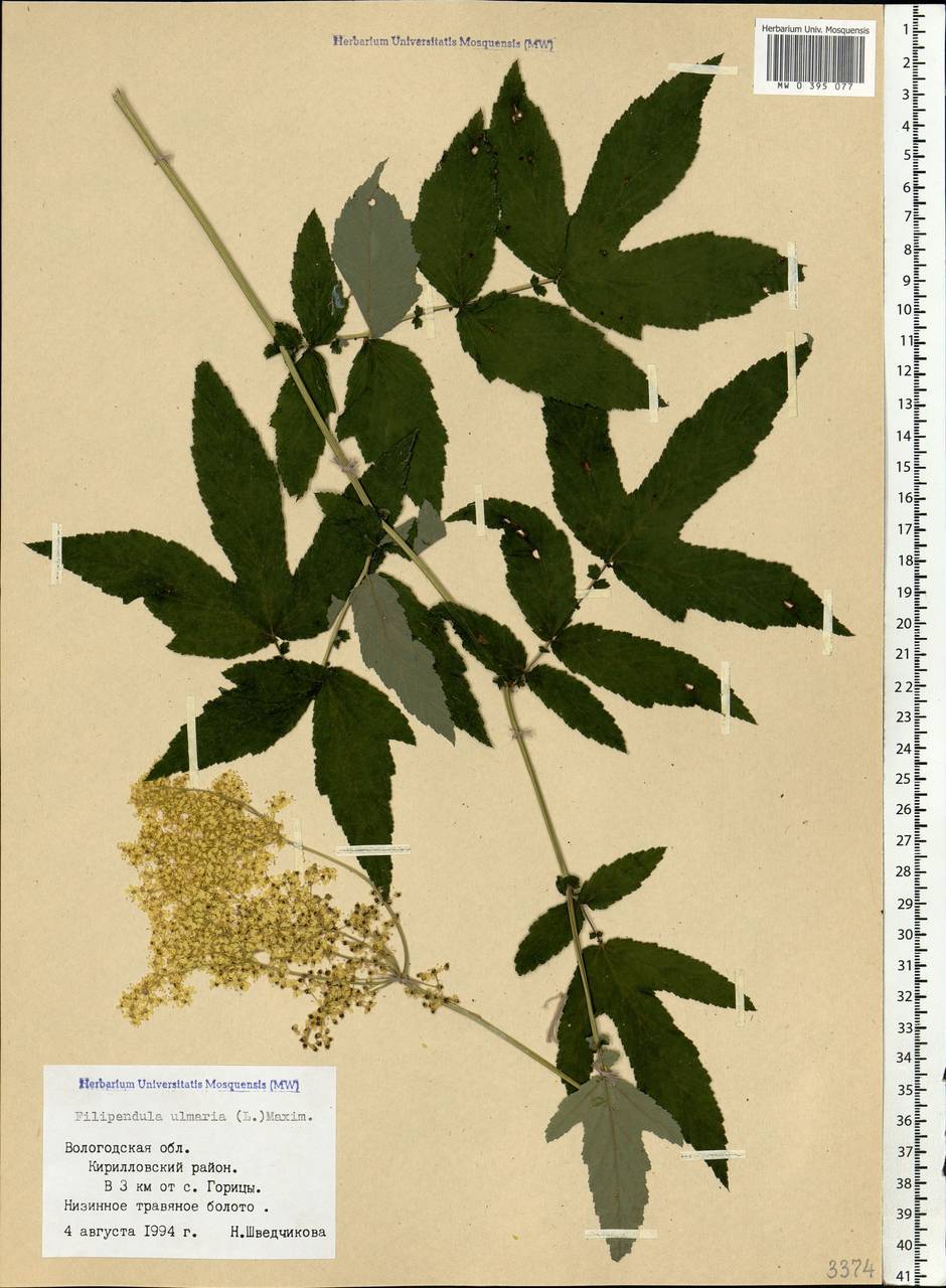 Filipendula ulmaria (L.) Maxim., Eastern Europe, Northern region (E1) (Russia)