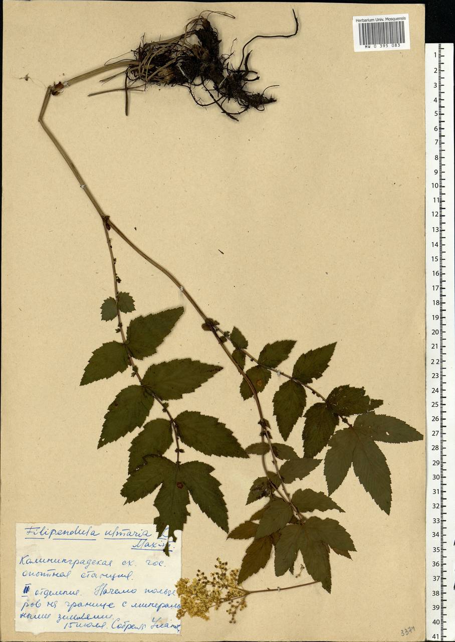 Filipendula ulmaria (L.) Maxim., Eastern Europe, North-Western region (E2) (Russia)