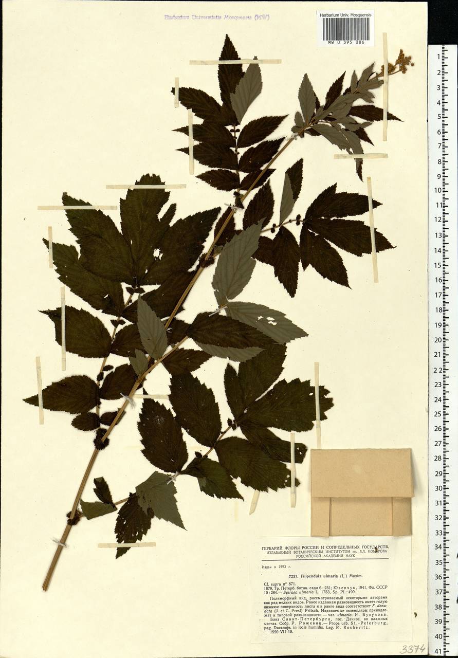 Filipendula ulmaria (L.) Maxim., Eastern Europe, North-Western region (E2) (Russia)