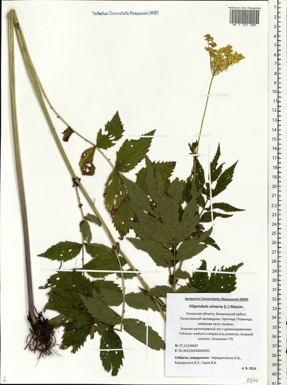 Filipendula ulmaria (L.) Maxim., Eastern Europe, North-Western region (E2) (Russia)