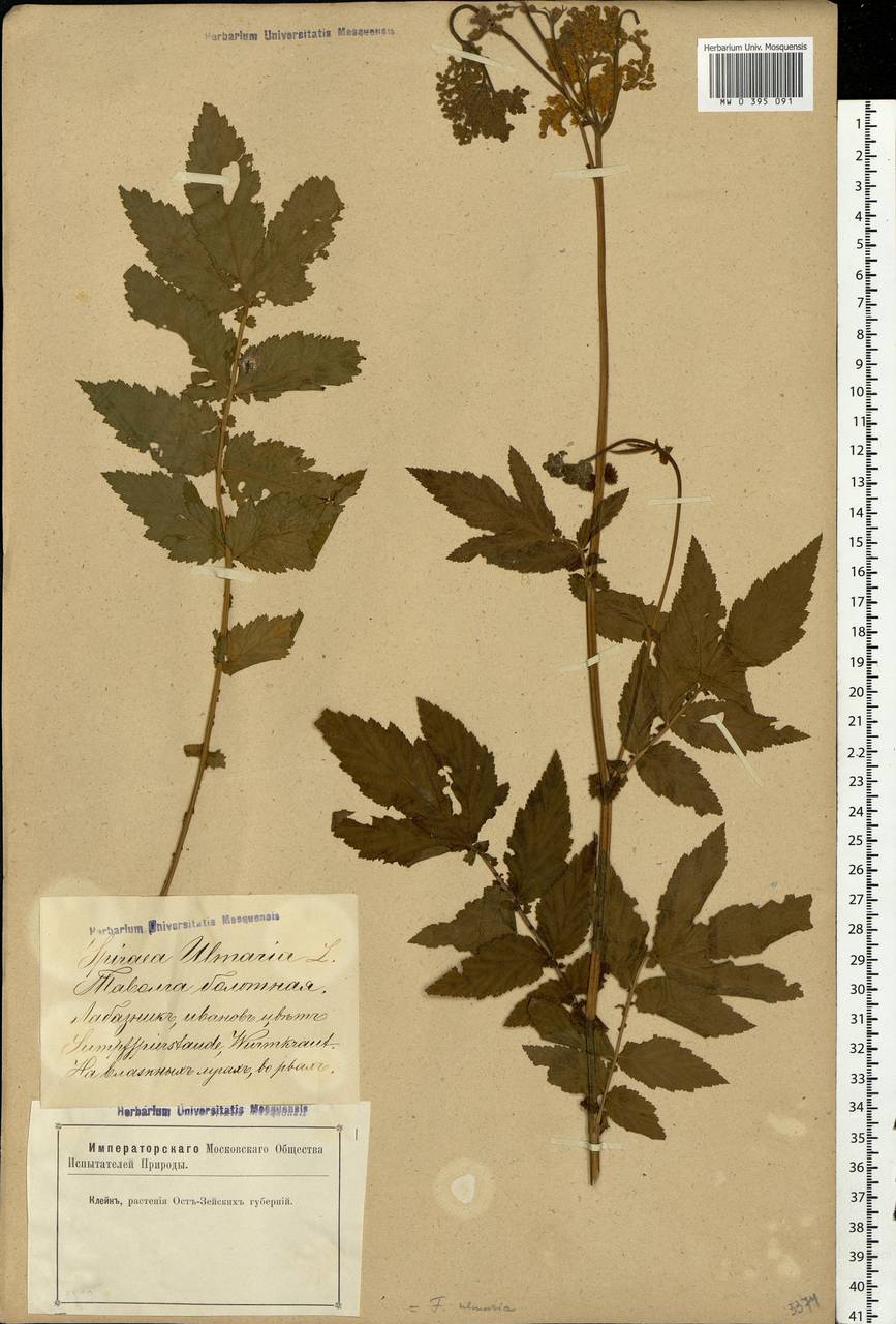 Filipendula ulmaria (L.) Maxim., Eastern Europe, Latvia (E2b) (Latvia)