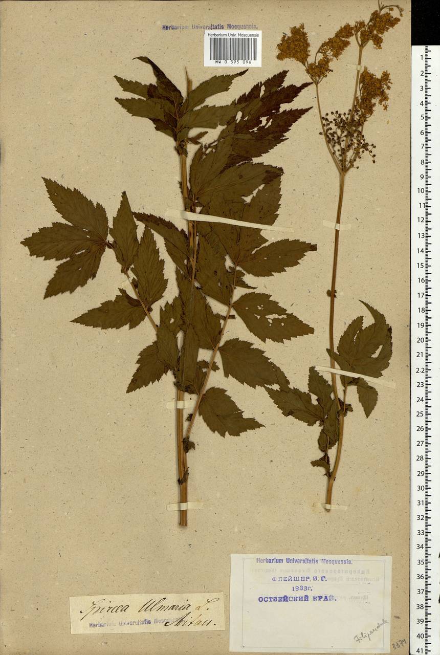 Filipendula ulmaria (L.) Maxim., Eastern Europe, North-Western region (E2) (Russia)