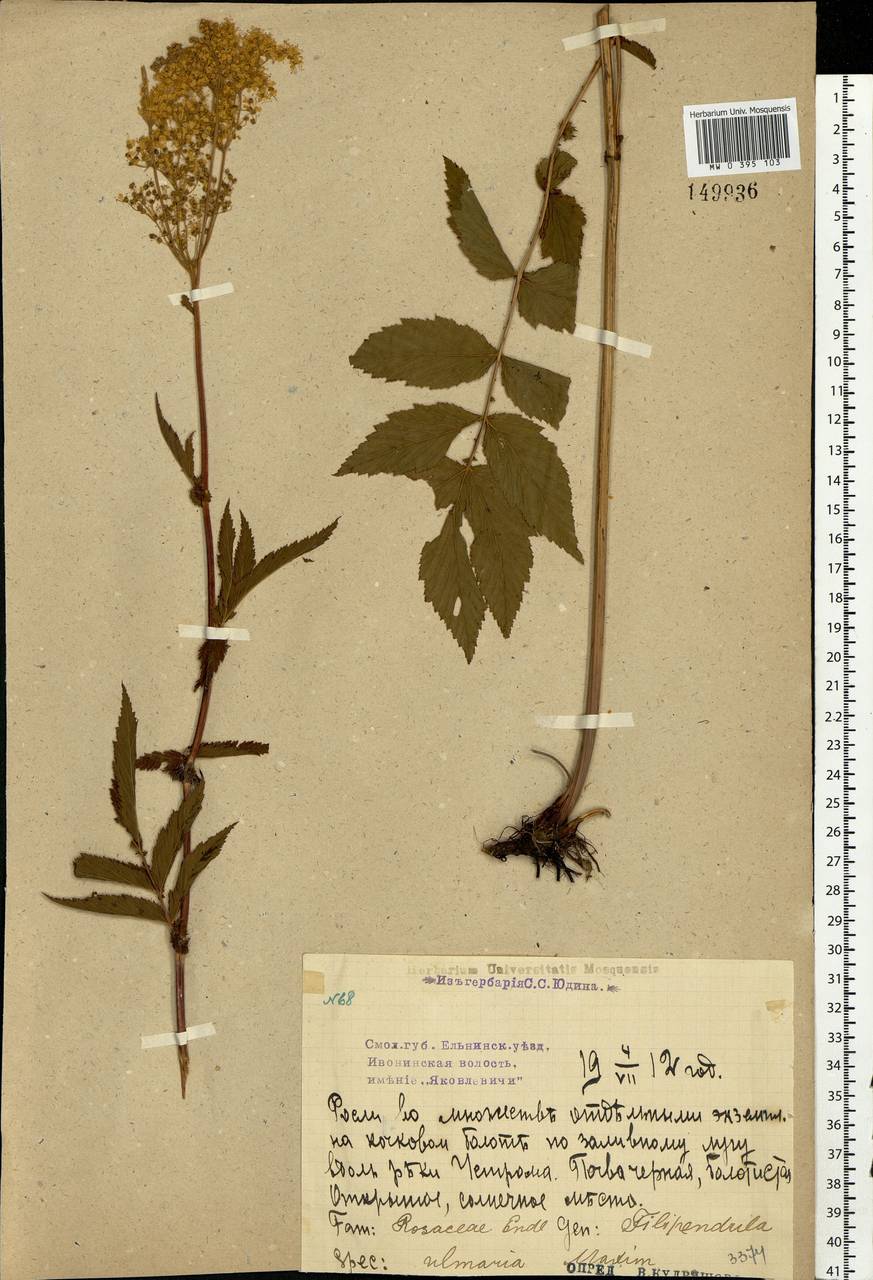 Filipendula ulmaria (L.) Maxim., Eastern Europe, Western region (E3) (Russia)