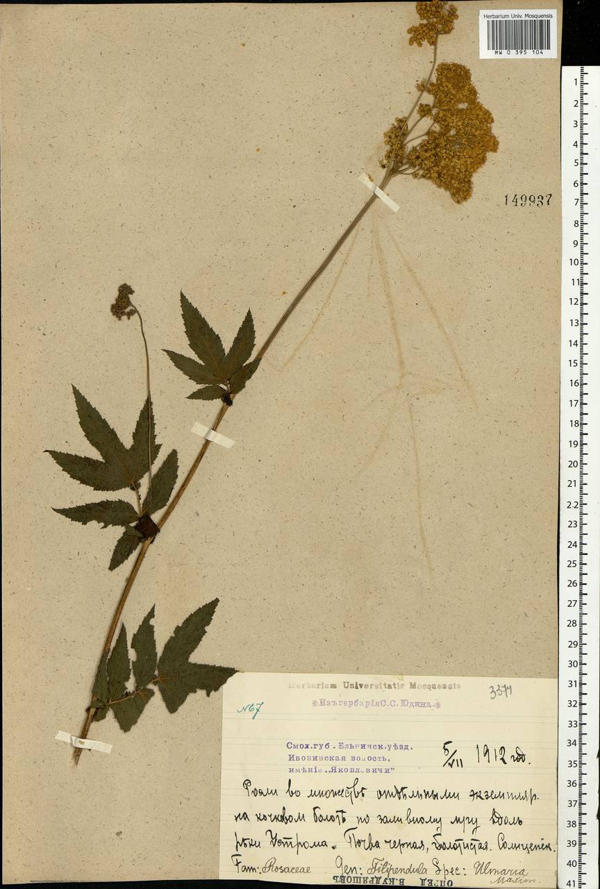 Filipendula ulmaria (L.) Maxim., Eastern Europe, Western region (E3) (Russia)