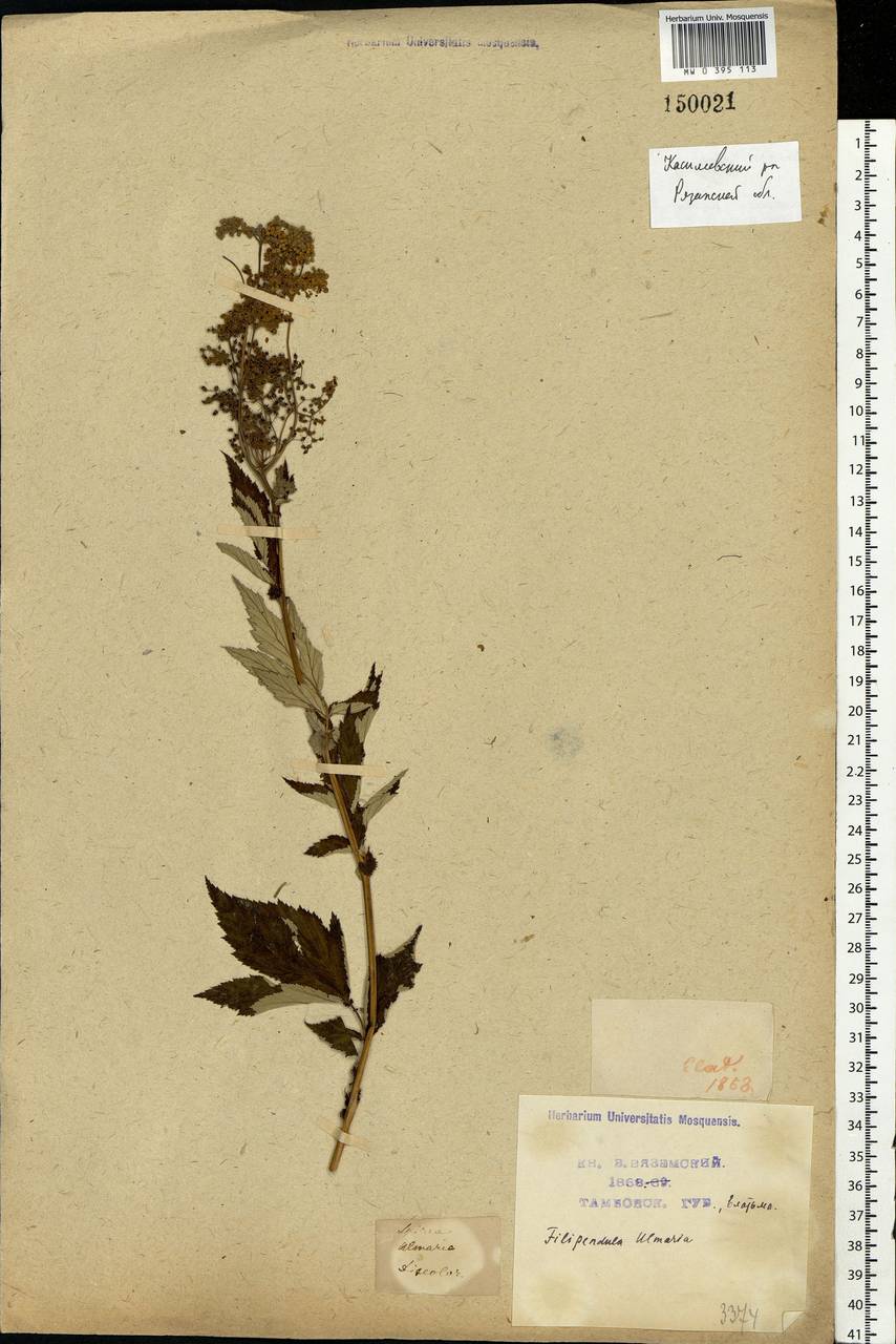 Filipendula ulmaria (L.) Maxim., Eastern Europe, Central region (E4) (Russia)
