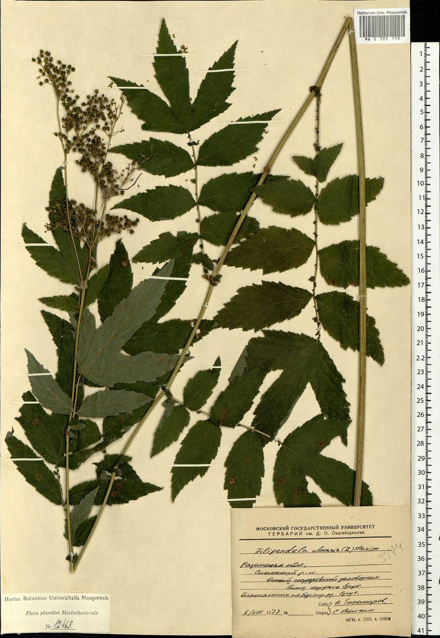 Filipendula ulmaria (L.) Maxim., Eastern Europe, Central region (E4) (Russia)