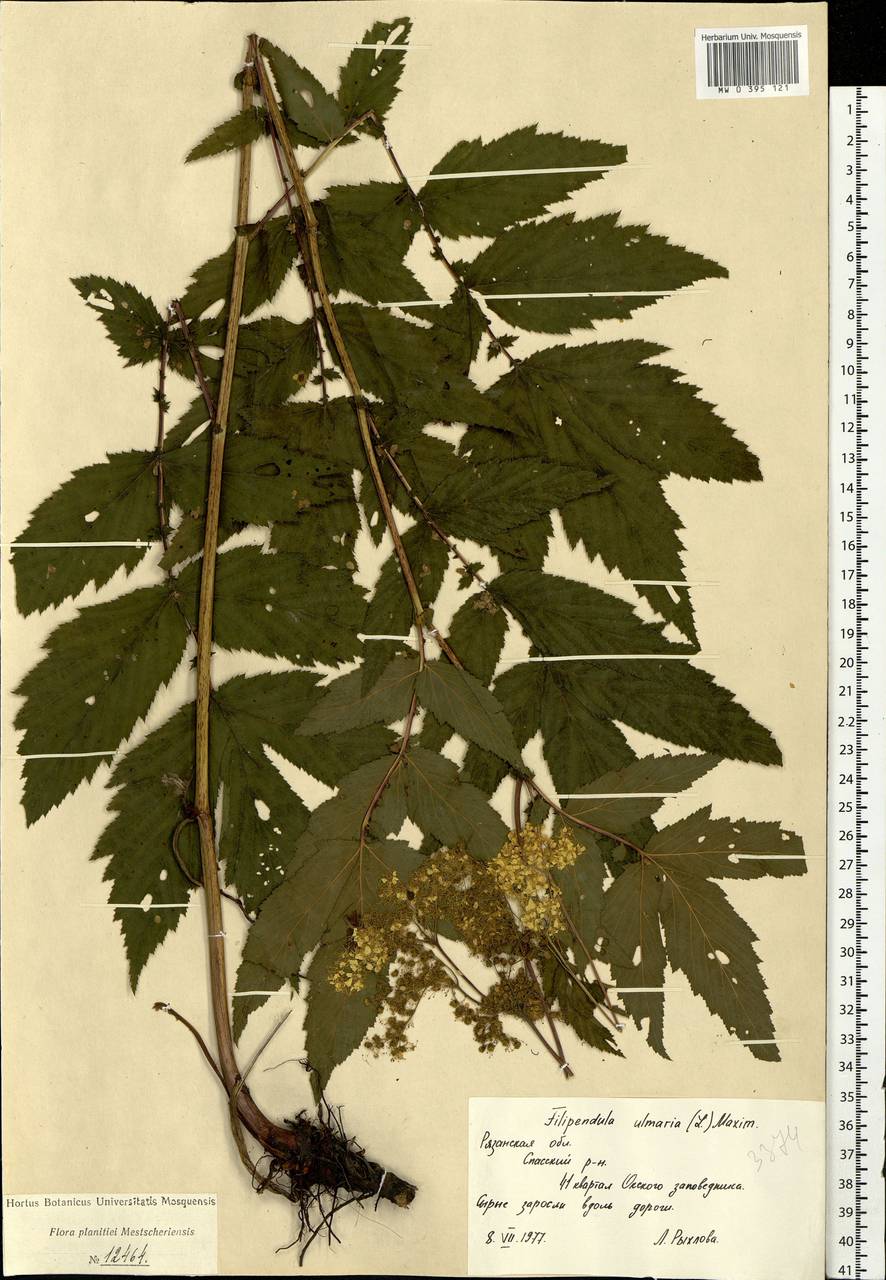 Filipendula ulmaria (L.) Maxim., Eastern Europe, Central region (E4) (Russia)