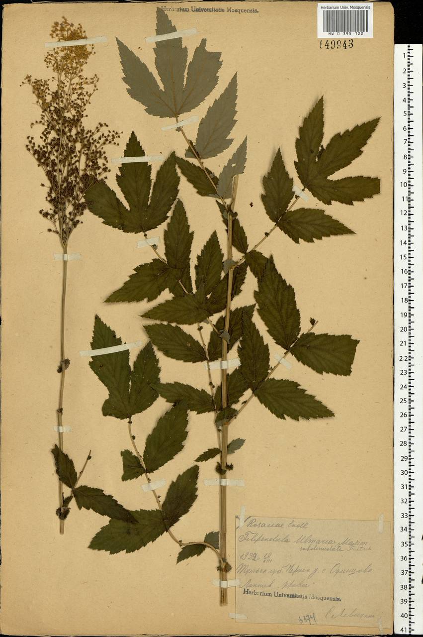 Filipendula ulmaria (L.) Maxim., Eastern Europe, Central region (E4) (Russia)
